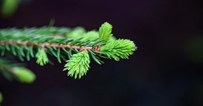 Die Kabbala: Der Baum als Diagramm der Schöpfung