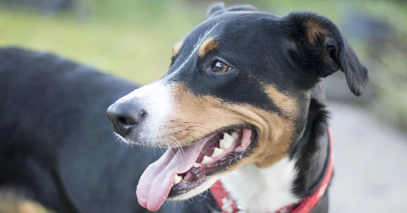 Waren mit Hund: die wichtigsten Punkte