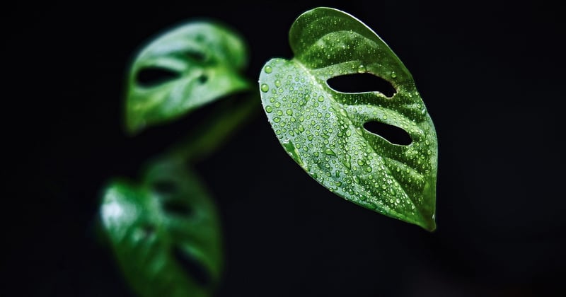 Monstera Pflege: So gedeiht deine Fensterblatt-Pflanze prächtig