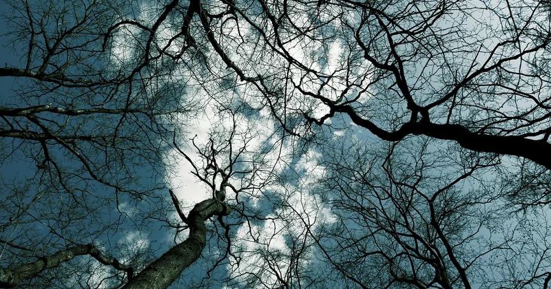Der Weltenbaum Yggdrasil und seine besondere Rolle